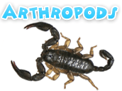 Arthropods
