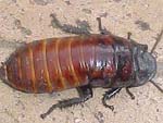Cockroach Image