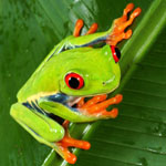 Red-eye tree frog Image